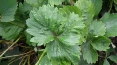 Eper tick: a fajták és a harcok módjai