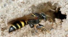 Föld oss és szomszédsági veszélyek