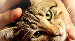 Belső elválasztású mirigyek