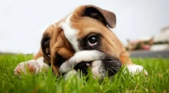 Gasztrointesztinális betegségek