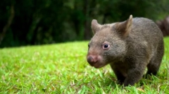 Vombat állat: aranyos nagy emlős (fotó)