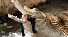 Olyan állatok, amelyek veszélyesnek tűnnek, de valójában - ártalmatlan milahi