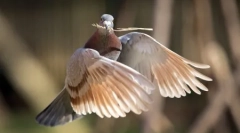 Állatok bolygók fotókban (17 db)