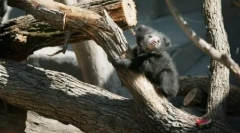 Állatok bolygók fotókban (24 db)