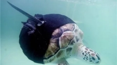 Állatok protézisekkel (8 fotó)