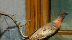 A fekete könyvben felsorolt állatok: 25 kihalt faj