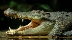 Élő fosszíliák: 10 ősi állatok élünk időben