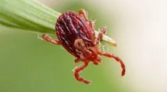 Életciklus és az ixodikusok fejlesztése