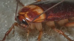 Életciklus és csótányok fejlesztése