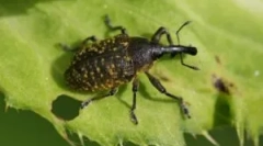 Zhuk weevil: leírás, típusok és életmód