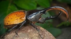 Beetle hercules: leírás és életmód