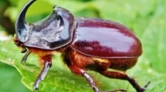 Beetle rhino: leírás és életmód