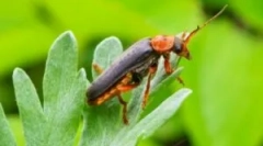 Tűzoltó bogár: leírás és életmód