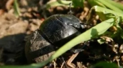 Zhka stream: leírás és életmód