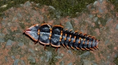 Bogár trilobit