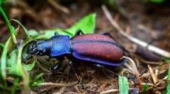 A rét bogárja: leírás és életmód