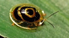 Bogár - arany teknős