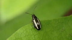 Bogarak, vagy kemény