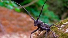 Beetles usachi: fajok és károk