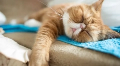 Téli hibern macskák