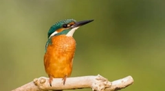 Fecsegés. A madarak családja