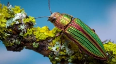 Zöldek fényes tűlevelű