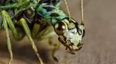 Zlatprace vagy zöld mészek otthon