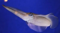 A puhatestűek értéke egy személy természetében és életében