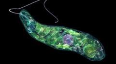 A legegyszerűbb természetének és életének jelentése