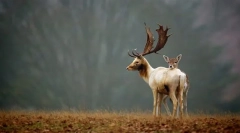 Az élő szervezetek értéke a természetben