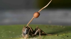 A zombi gomba sokkal veszélyesebb, mint a tudósok hittek