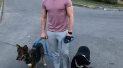 Csillagok show üzlet, amely segít a hajléktalan állatoknak