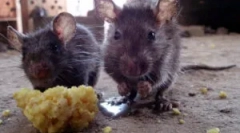 Hangzik rágcsáló rágcsálók